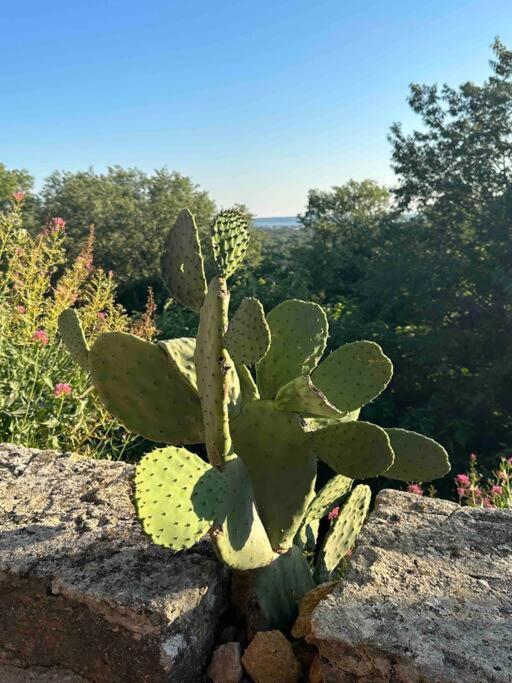 Sous Le « Figuier » Villa Cornillon-Confoux Luaran gambar